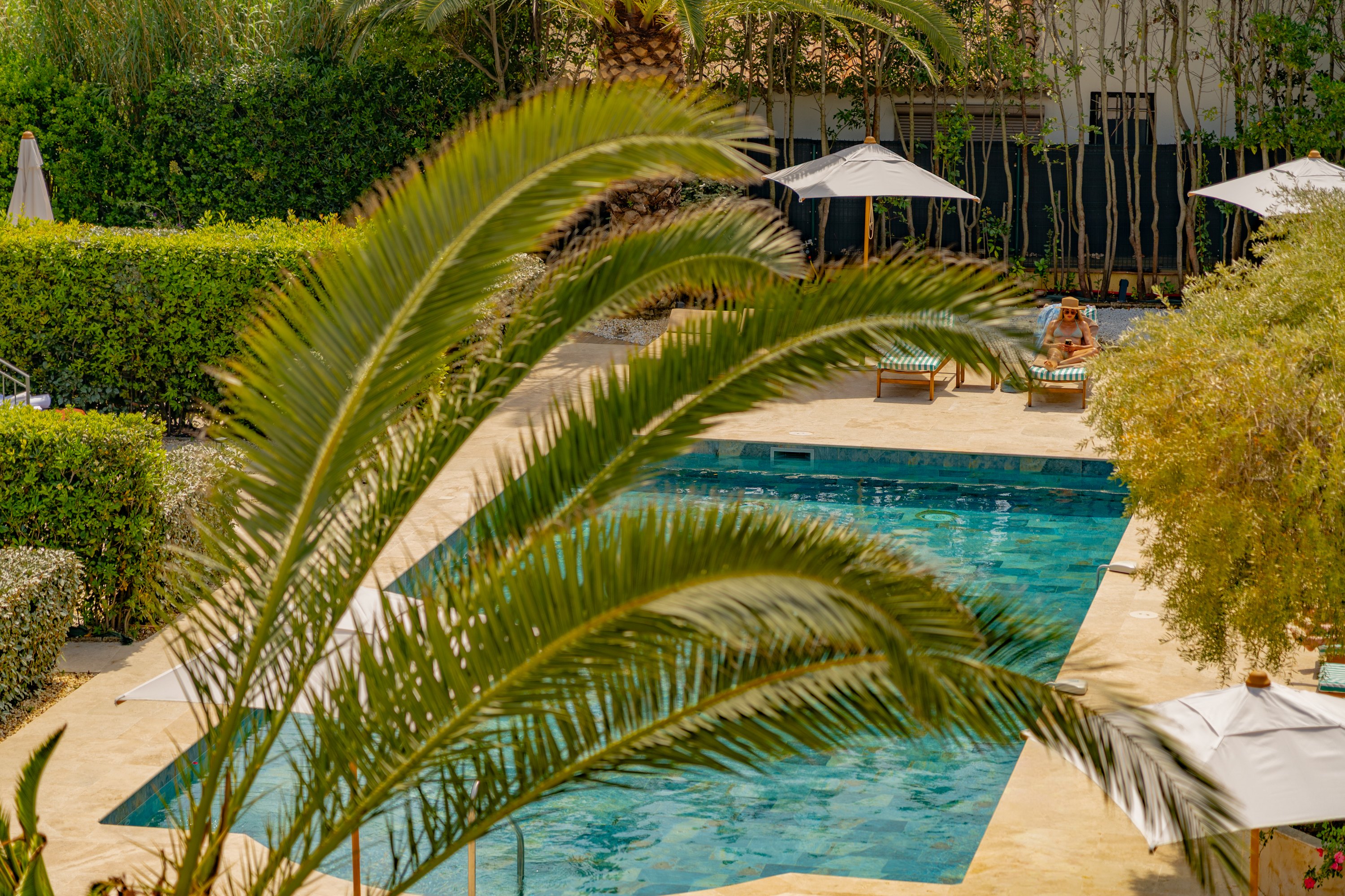 Piscine et palmier